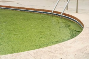 algae swimming pool 