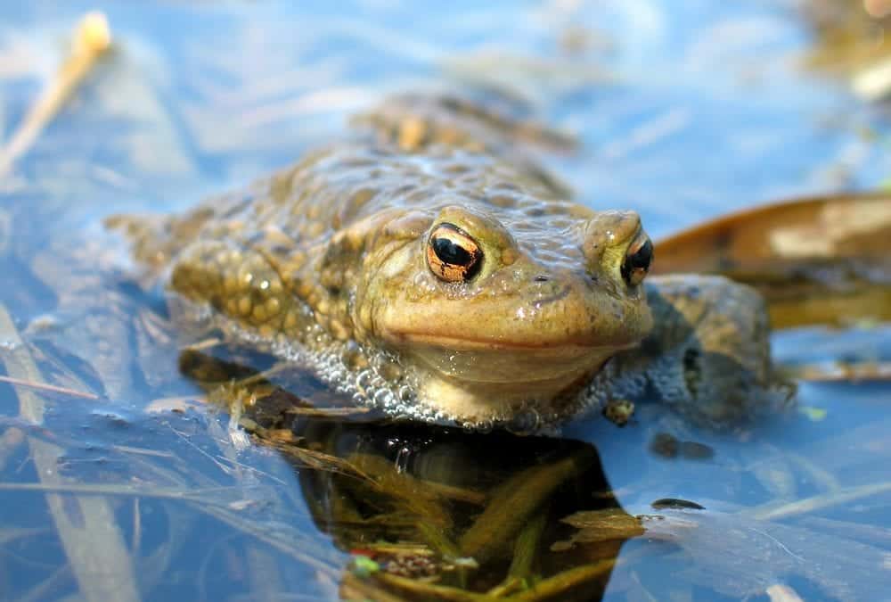 Caring for natural pool frogs in winter