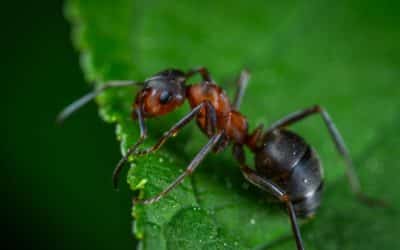 How to keep bugs out of your AZ pool